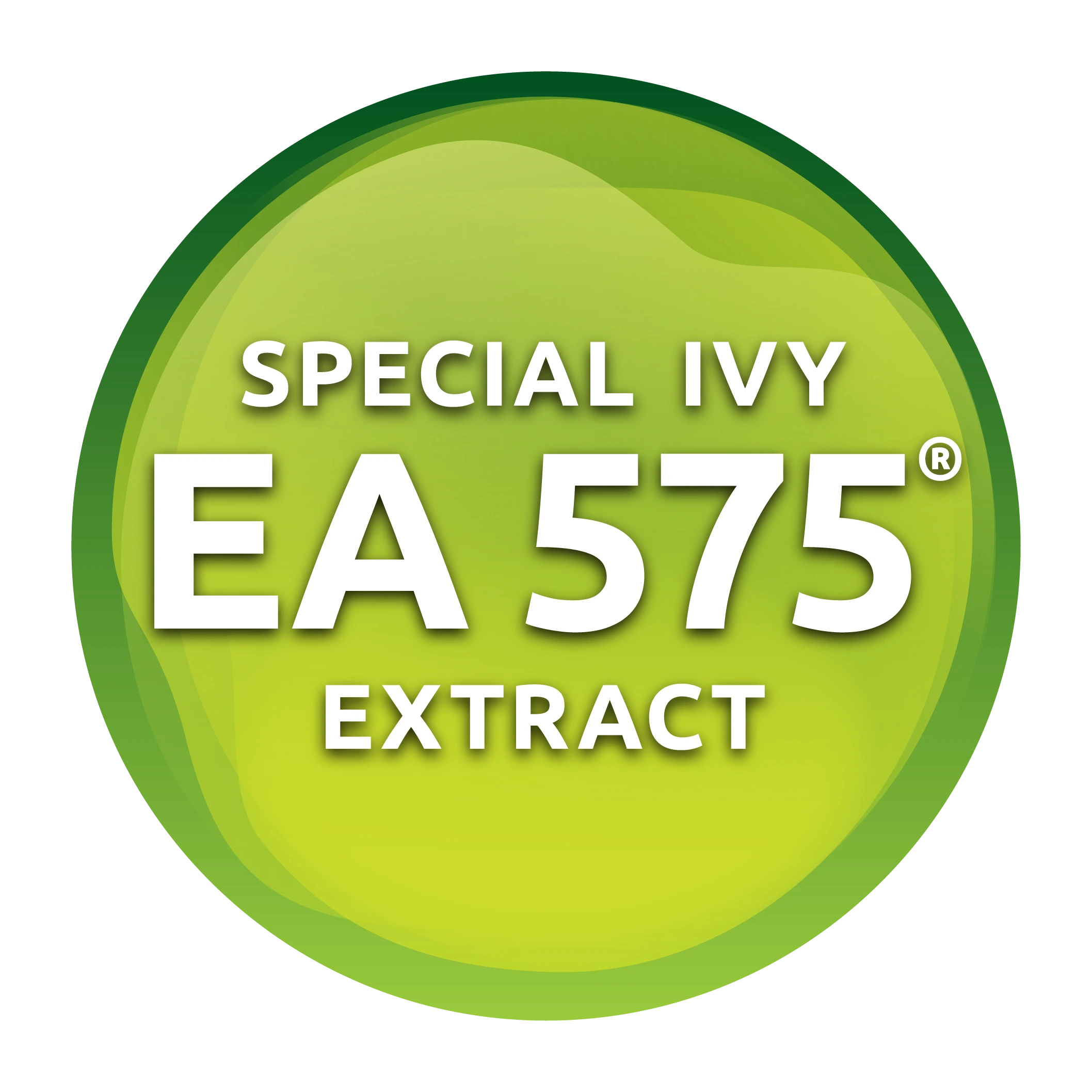 Ekstrak Ivy